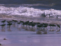 Bahia Honda Dowitches